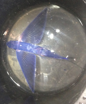 FlyingFish